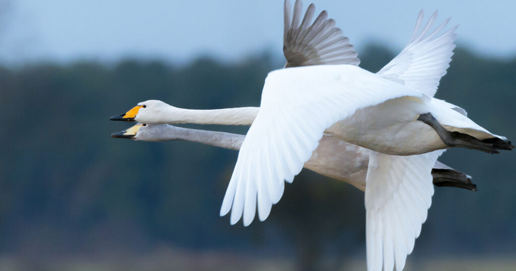 Real-time bird monitoring for the benefit of science