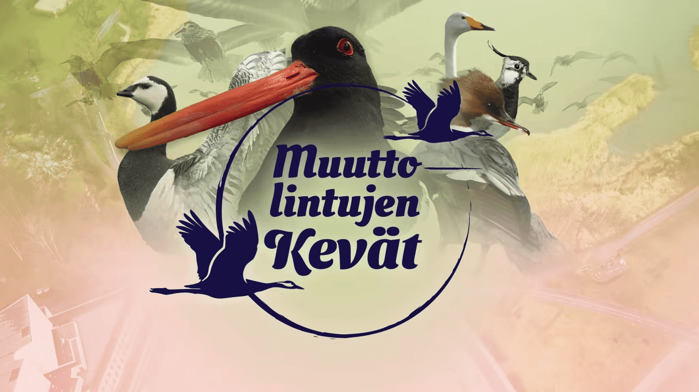 Muuttolintujen kevät (Spring of Migratory Birds) banner